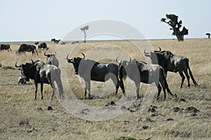 Blue wildebeest or Brindled Gnu Nyumbu