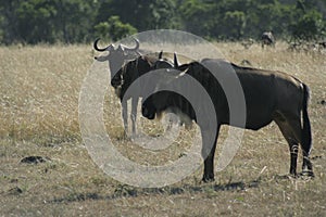 Blue wildebeest or Brindled Gnu Nyumbu