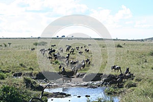 Blue wildebeest or Brindled Gnu Nyumbu