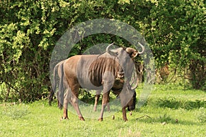 Blue Wildebeest bull