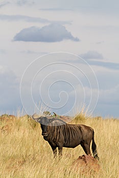 Blue wildebeest bull