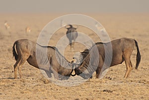 Blue wildebeest bulls sparring