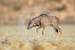 Blue wildebeest calf