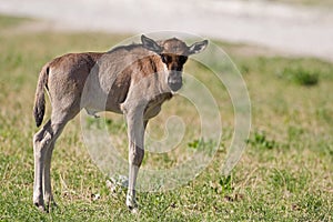 Blue Wildebeest Calf