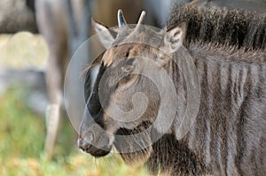 Blue Wildebeest calf