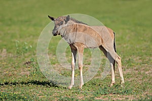 Blue wildebeest calf