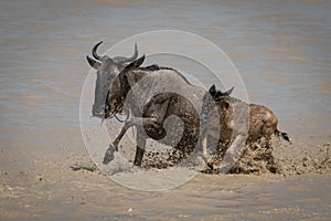 Blue wildebeest and calf gallop through shallows