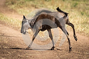 Blue wildebeest calf galloping across dirt track