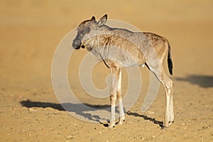Blue wildebeest calf - Kalahari desert