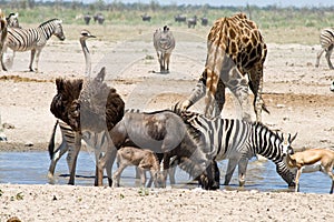 Blue Wildebeest with calf, Ostrich, Zebras, Giraffe and Springbok at the waterhole.