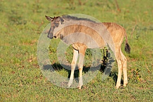 Blue wildebeest calf - South Africa