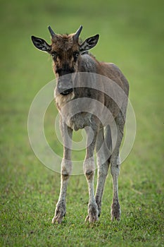 Blue wildebeest calf stands looking at camera