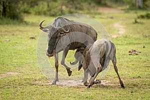 Blue wildebeest calf suckles from unwilling mother