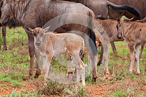 Blue Wildebeest Calves