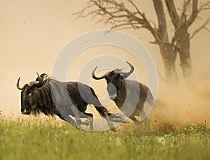 Blue Wildebeest Chase
