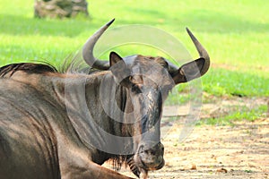 Blue Wildebeest, Common Wildebeest Connochaetes taurinus