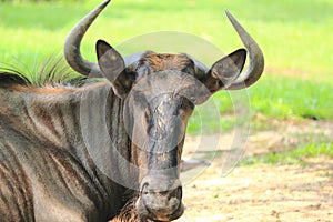 Blue Wildebeest, Common Wildebeest Connochaetes taurinus