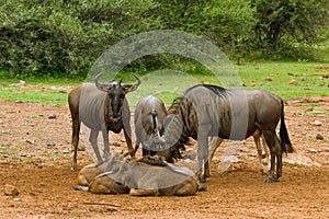 Blue wildebeest Connochaetes albojubatus creche at salt lick, Pilanesberg Game Reserve, North West, South Africa.