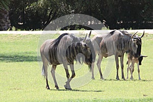 Blue wildebeest Connochaetes taurinus 1