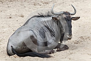 Blue wildebeest Connochaetes taurinus