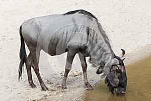 Blue wildebeest Connochaetes taurinus