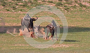 Blue wildebeest (Connochaetes taurinus) photo