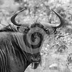 blue wildebeest & x28;Connochaetes taurinus& x29;