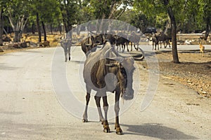 The blue wildebeest Connochaetes taurinus