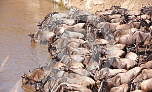 Blue wildebeest (Connochaetes taurinus) photo