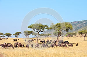 Blue wildebeest (Connochaetes taurinus) photo