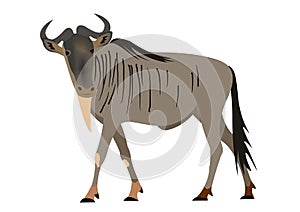 Blue wildebeest, Connochaetes taurinus