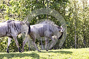 Blue Wildebeest Connochaetes taurinus