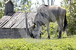 Blue Wildebeest Connochaetes taurinus