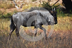 Blue wildebeest connochaetes taurinus