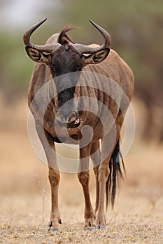 Blue Wildebeest (Connochaetes taurinus)