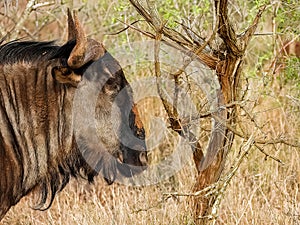 Blue Wildebeest (Connochaetes taurinus)