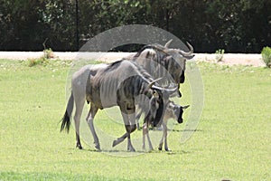 Blue wildebeest Connochaetes taurinus 3