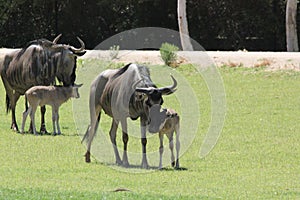 Blue wildebeest Connochaetes taurinus 4