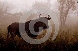 Blue wildebeest (Connochaetes taurinus)