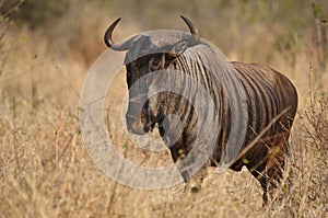 Blue wildebeest (Connochaetes taurinus)