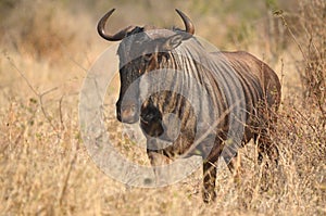 Blue wildebeest (Connochaetes taurinus)