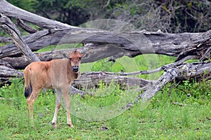 Blue wildebeest (Connochaetes taurinus)