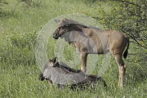 Blue wildebeest (Connochaetes taurinus)