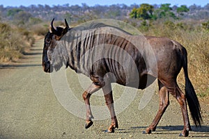 Blue wildebeest (Connochaetes taurinus)