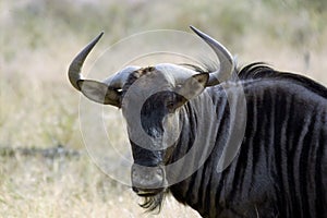 Blue wildebeest (Connochaetes taurinus)