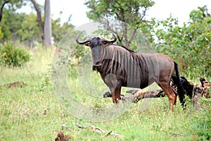 Blue wildebeest (Connochaetes taurinus)