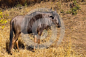 Blue wildebeest (Connochaetes taurinus)