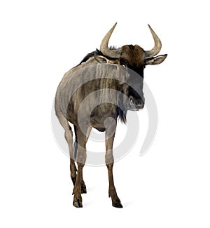 Blue Wildebeest - Connochaetes taurinus