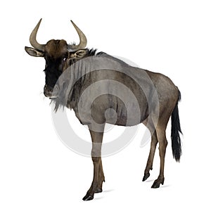 Blue Wildebeest - Connochaetes taurinus photo