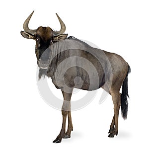 Blue Wildebeest - Connochaetes taurinus photo